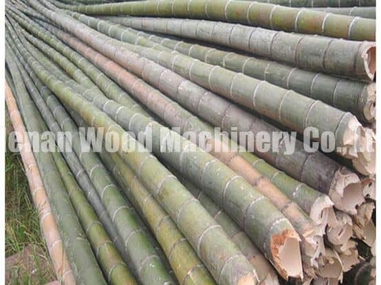 bamboo